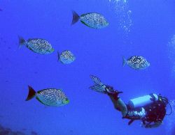 Diver and rabbitfish by Gordana Zdjelar 